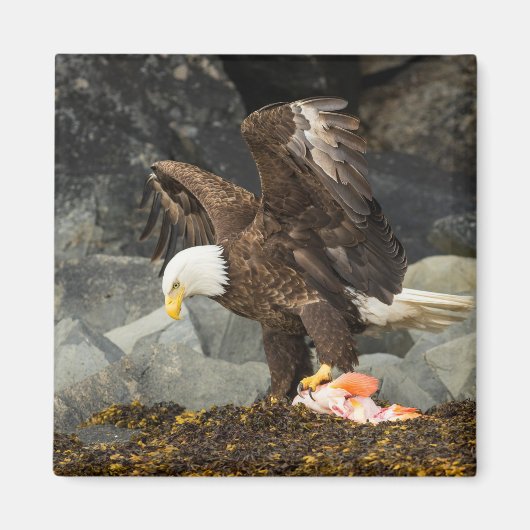 Der ultimative Adler Magnet (Vorne)