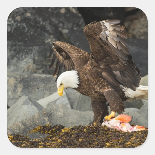 Der ultimative Adler Quadratischer Aufkleber (Vorderseite)