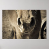 Der unglaublich essbare Herr Ed Poster (Vorne)