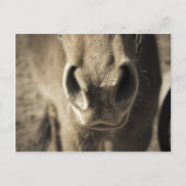 Der unglaublich essbare Herr Ed Postkarte (Vorderseite)