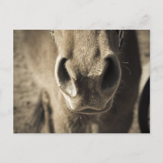 Der unglaublich essbare Herr Ed Postkarte (Vorderseite)