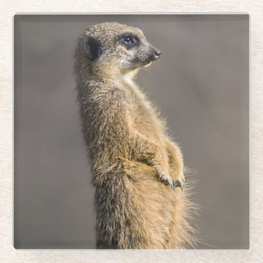 Der Untersetzer aus Sentry Glass (Vorderseite)
