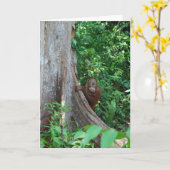 Der ursprüngliche Baumhugger der Natur im Regenwal Karte (Gelbe Blume)