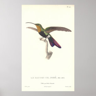 Der urulente Hummingvogel von Rene Primevere Lekti Poster