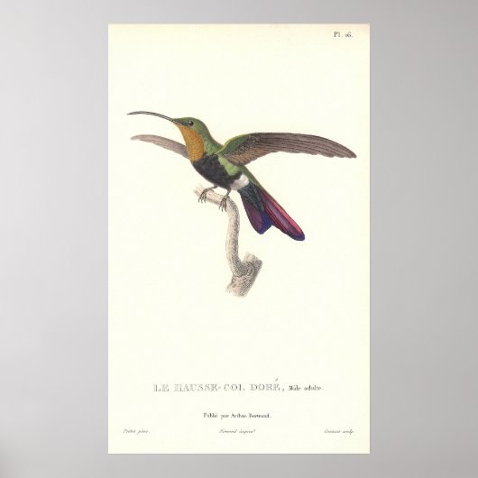 Der urulente Hummingvogel von Rene Primevere Lekti Poster (Vorne)