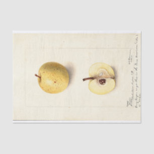 Der verlorene Apfel Seidenpapier