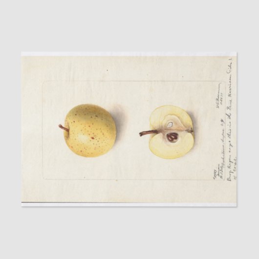 Der verlorene Apfel  Seidenpapier (Vorderseite)