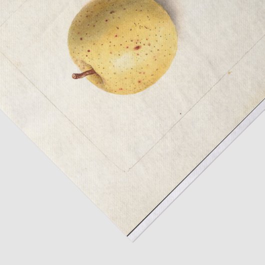 Der verlorene Apfel Seidenpapier (Ausschnitt)