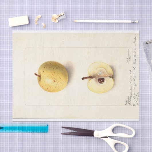 Der verlorene Apfel Seidenpapier (Handwerk)