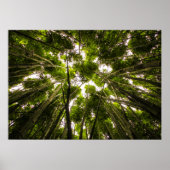 Der Verlust im Bambus Poster (Vorne)