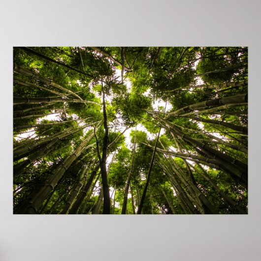 Der Verlust im Bambus Poster (Vorne)