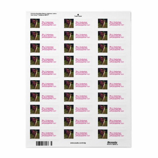 Der Verzauberer (Vorne)