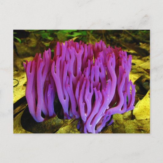 Der Violetkorallenfungus Clavaria Zollingeri Postkarte (Vorderseite)