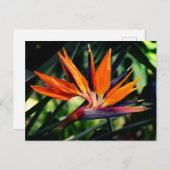 Der Vogel der paradiesischen Blume. Einladungspostkarte (Vorne/Hinten)