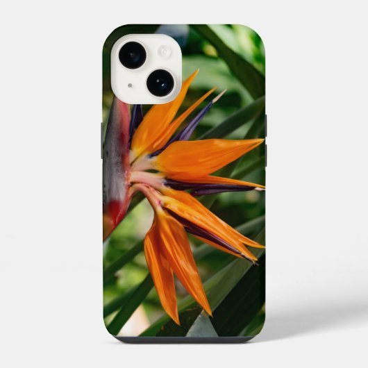Der Vogel der paradiesischen Blume. iPhone Hülle (Rückseite)