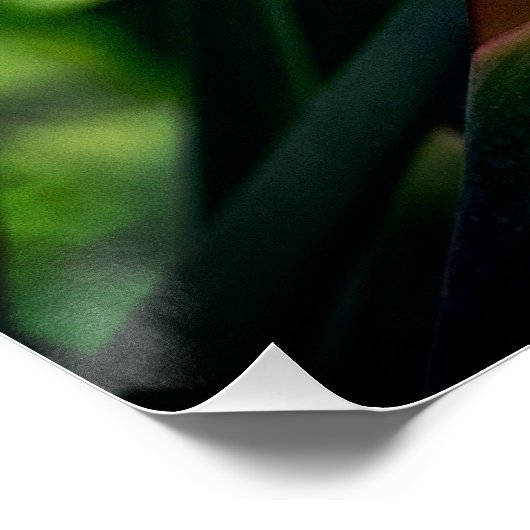 Der Vogel der paradiesischen Blume. Poster (Ecke)