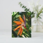 Der Vogel der paradiesischen Blume. Postkarte (Stehend Vorderseite)