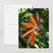 Der Vogel der paradiesischen Blume. Postkarte (Vorne/Hinten)
