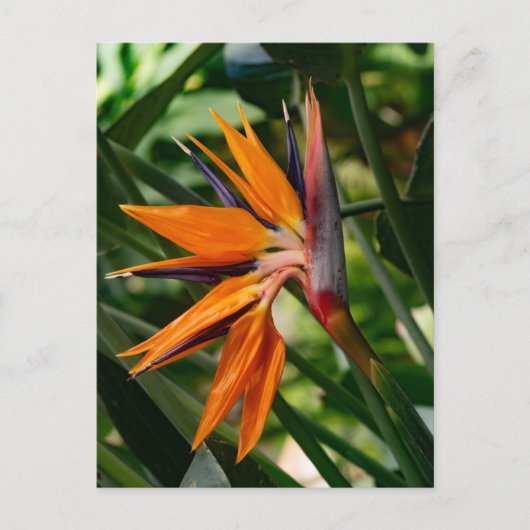 Der Vogel der paradiesischen Blume. Postkarte (Vorderseite)