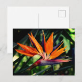 Der Vogel der paradiesischen Blume. Postkarte (Vorne/Hinten)