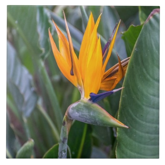 Der Vogel der Paradischen Blume Keramik Fliesen (Vorderseite)