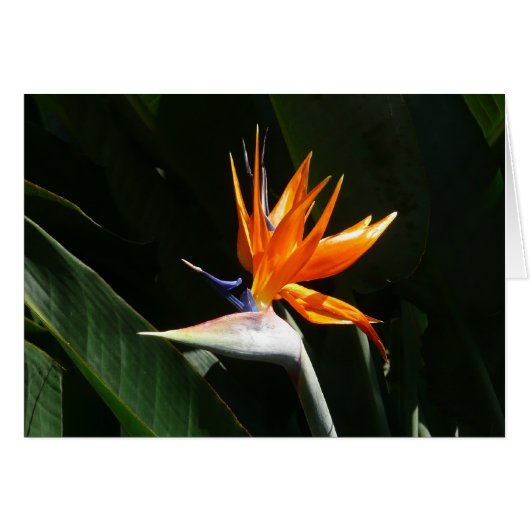 Der Vogel der tropischen Blume Orange (Vorderseite (Horizontal))