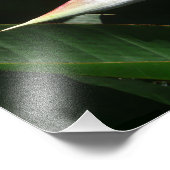 Der Vogel der tropischen Blume Orange Fotodruck (Ecke)