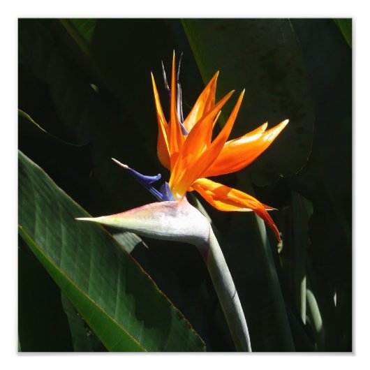 Der Vogel der tropischen Blume Orange Fotodruck (Vorne)