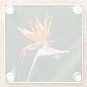 Der Vogel der tropischen Blume Orange Glasuntersetzer (Rückseite)