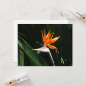 Der Vogel der tropischen Blume Orange Karte (Vorderseite/Rückseite Beispiel)