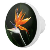 Der Vogel der tropischen Blume Orange Keramikknauf (Rechts)