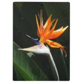 Der Vogel der tropischen Blume Orange Klemmbrett (Rückseite)