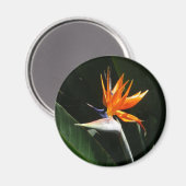 Der Vogel der tropischen Blume Orange Magnet (Vorderseite/Rückseite)