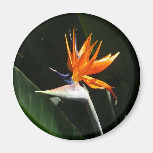Der Vogel der tropischen Blume Orange Magnet (Vorne)