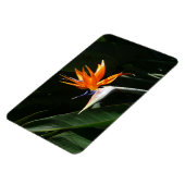 Der Vogel der tropischen Blume Orange Magnet (Linke Seite)