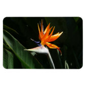 Der Vogel der tropischen Blume Orange Magnet (Horizontal)