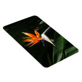 Der Vogel der tropischen Blume Orange Magnet (Rechte Seite)