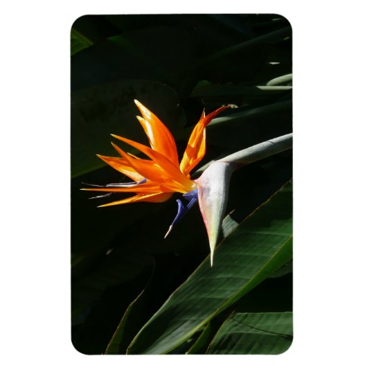Der Vogel der tropischen Blume Orange Magnet (Vertikal)