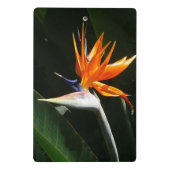 Der Vogel der tropischen Blume Orange Mini Klemmbrett (Rückseite)