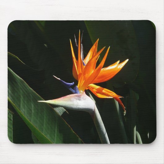 Der Vogel der tropischen Blume Orange Mousepad (Vorne)