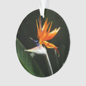 Der Vogel der tropischen Blume Orange Ornament (Vorderseite)