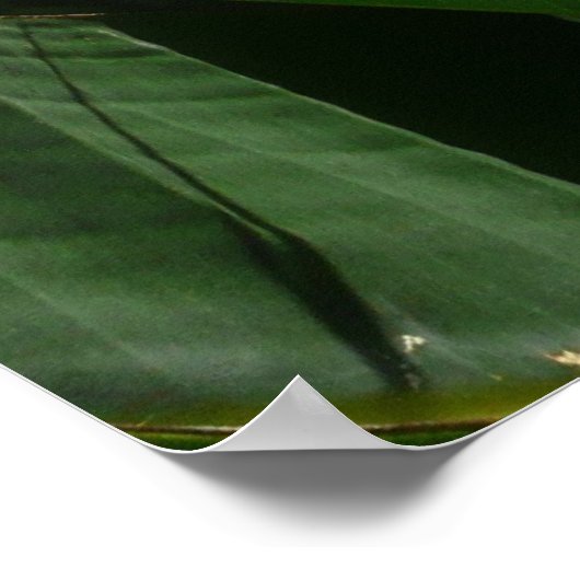 Der Vogel der tropischen Blume Orange Poster (Ecke)