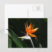 Der Vogel der tropischen Blume Orange Postkarte (Vorne/Hinten)