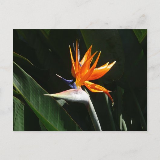 Der Vogel der tropischen Blume Orange Postkarte (Vorderseite)