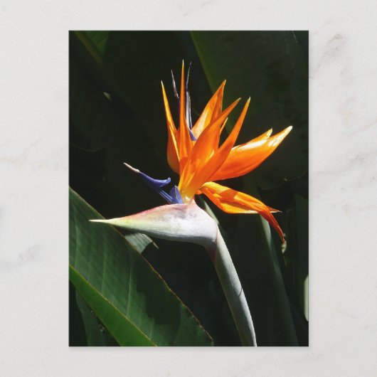 Der Vogel der tropischen Blume Orange Postkarte (Vorderseite)