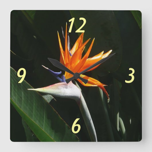 Der Vogel der tropischen Blume Orange Quadratische Wanduhr (Vorderseite)