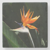 Der Vogel der tropischen Blume Orange Steinuntersetzer (Vorderseite)