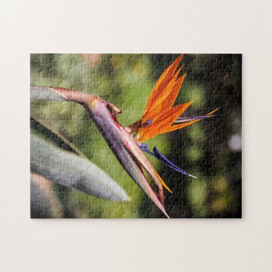 Der Vogel des Paradieses Puzzle (Horizontal)