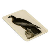 Der Vogel von Washington aus Audubons Vögeln Ameri Magnet (Rechte Seite)