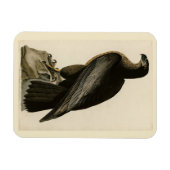 Der Vogel von Washington aus Audubons Vögeln Ameri Magnet (Horizontal)